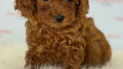 Muhteşem Toy Poodle ve Minyatüre  Yavrular